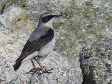 CRWheatearTWeston2.jpeg