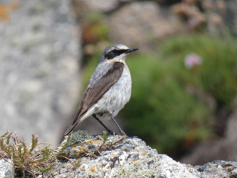 Wheatear.jpeg