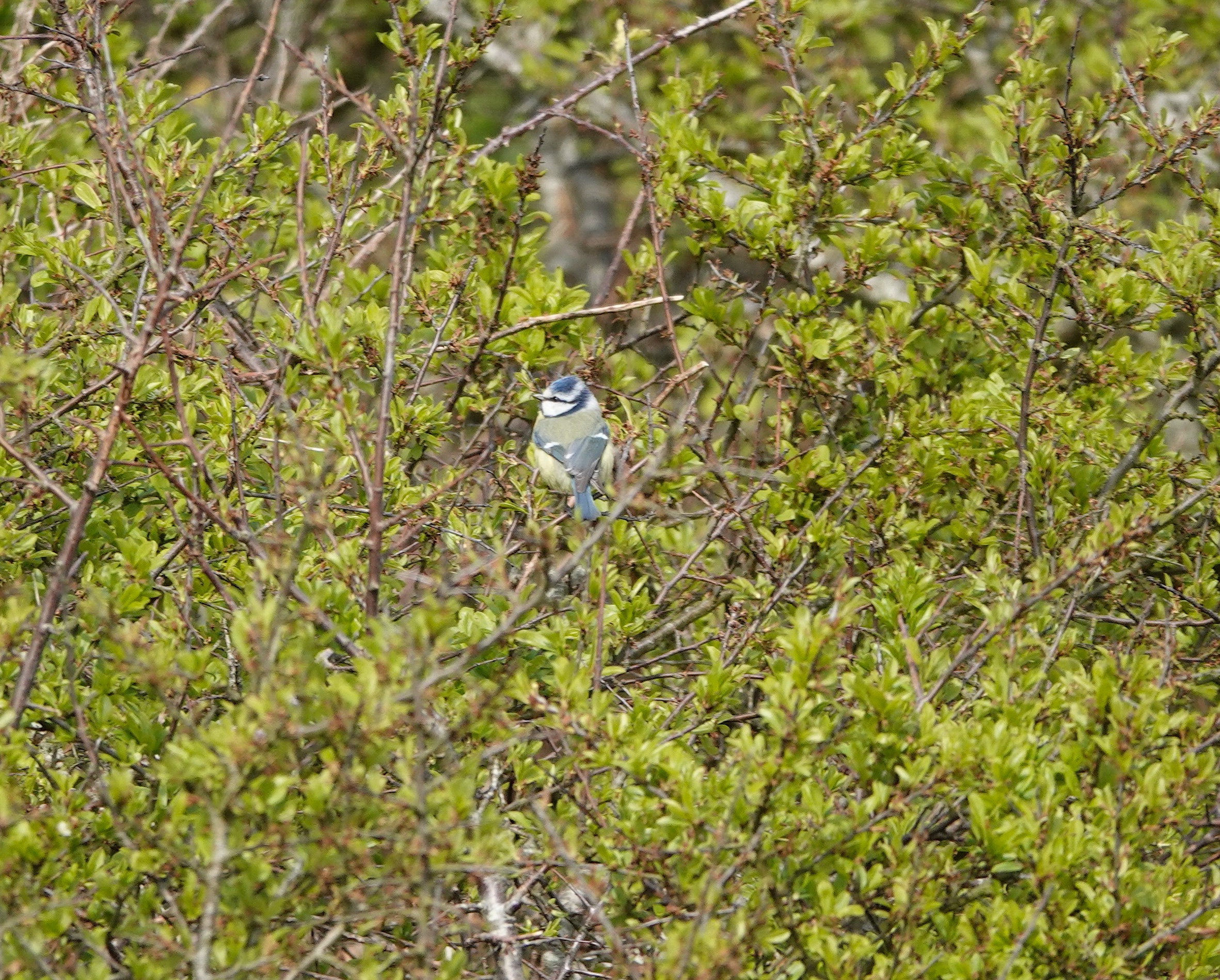 Blue Tit upper Millcombe 21Apr2026 Tim Jones
