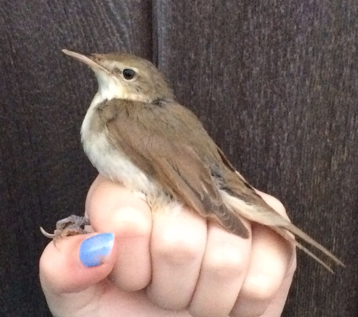 Blyths Reed Warbler 25Oct2016 Justin Zantboer