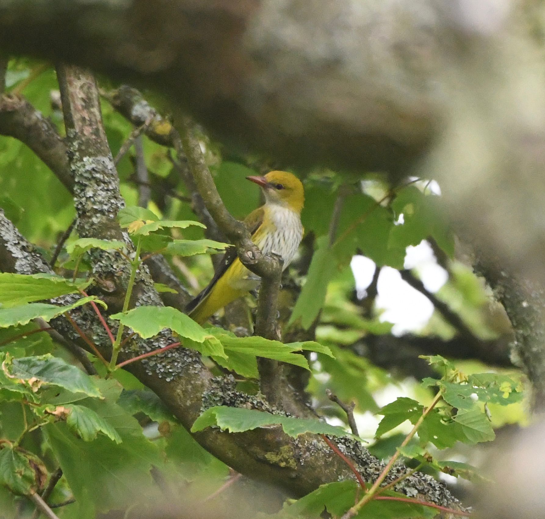 Golden Oriole 2nd calendar year male Millcombe 29May2026 Greg Lee