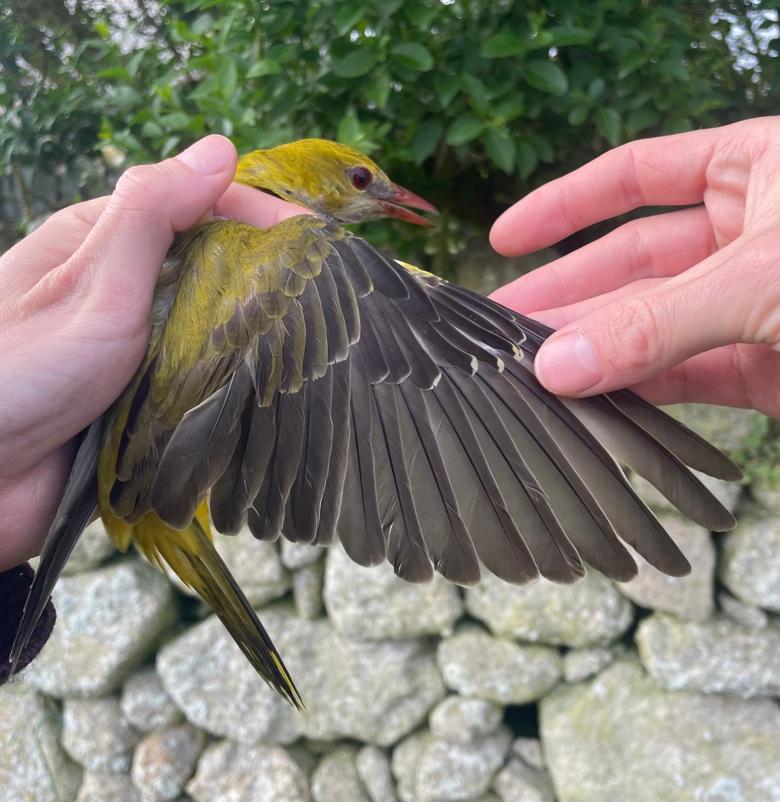 Golden Oriole 2nd calendar year male Millcombe 30May2026 Eleanor Harris