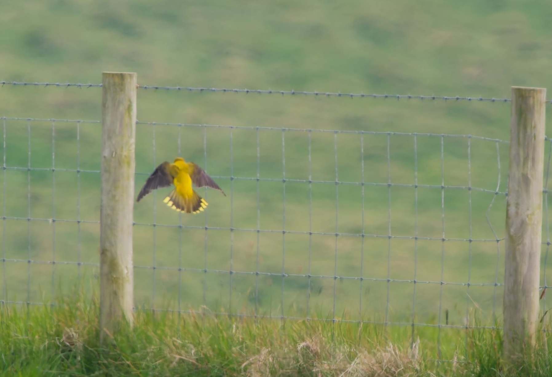 Golden Oriole Tent Field 03May2026 Ross Bower