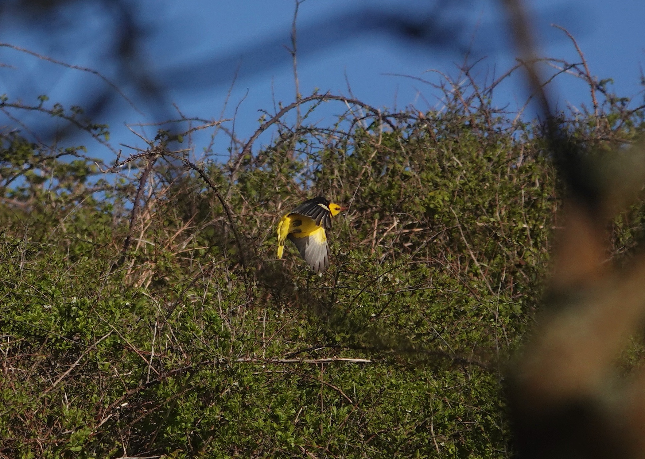 Golden Oriole male Millcombe 18Apr2024 Tim Jones