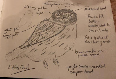 LittleOwlsketchcropped