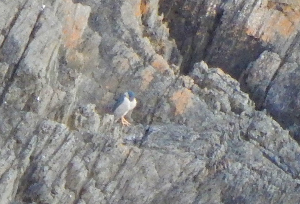Night Heron Lundy 13April2017 Dean Jones