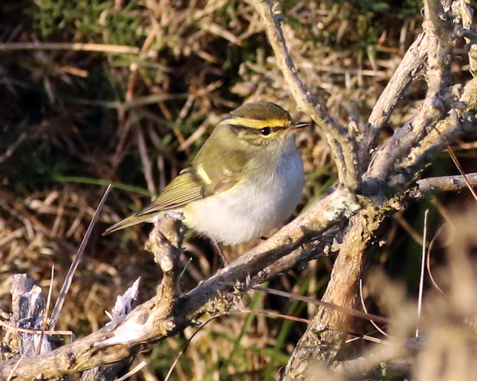Pallass Warbler Rocket Pole 25Oct2016 Simon Slade