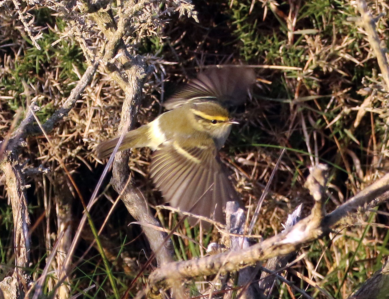 Pallass Warbler in flight Rocket Pole 25Oct2016 Simon Slade
