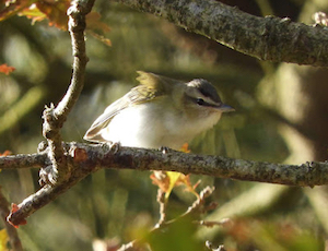 Red-eyed Vireo 19Oct2018 Dean Jones