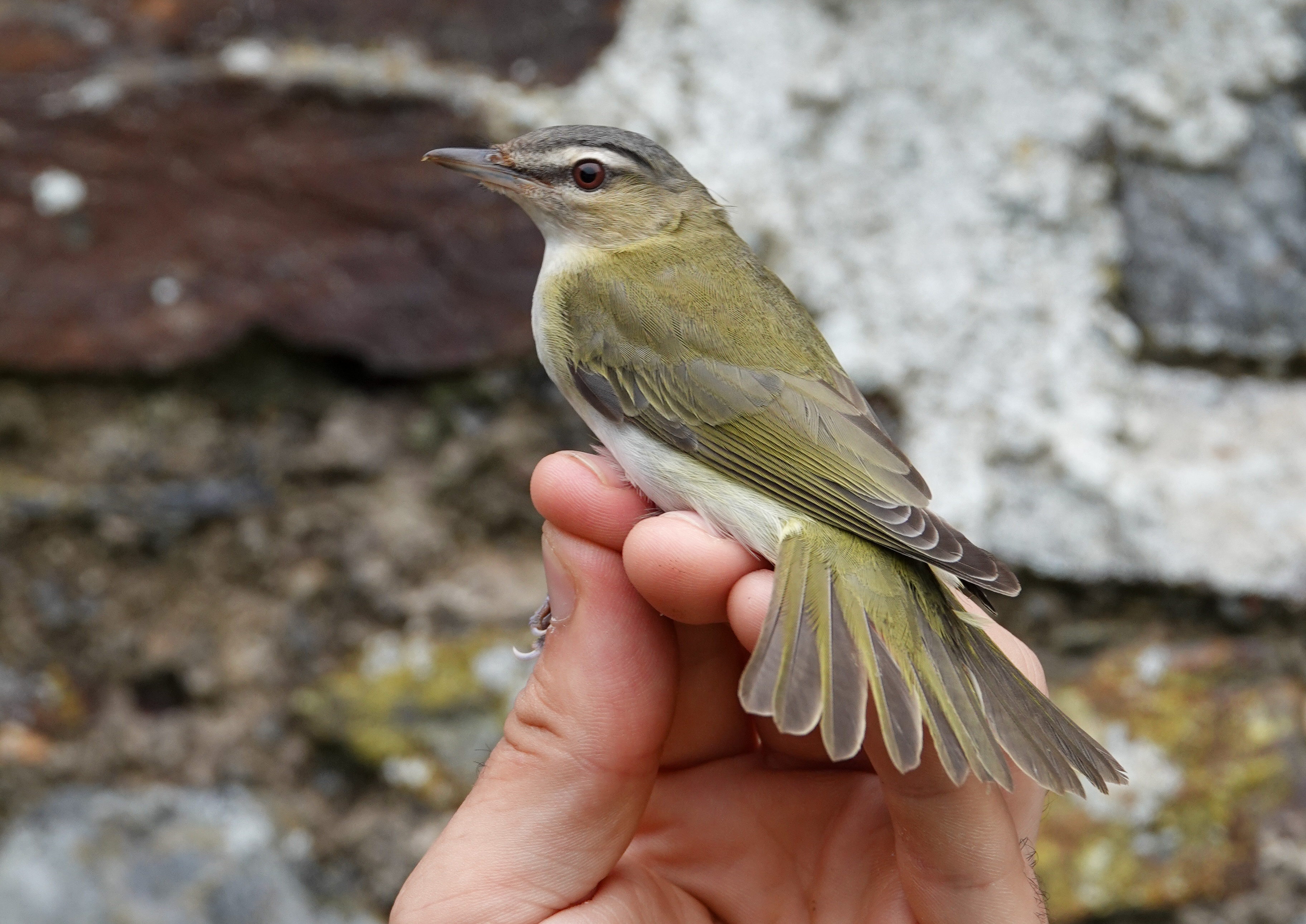 Red eyed Vireo Millcombe 09Oct2023 Angus Croudace