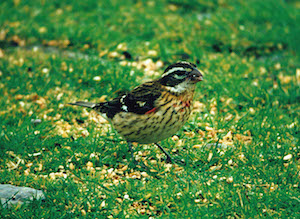 Rose-breasted Grosbeak Oct1985 Richard Patient