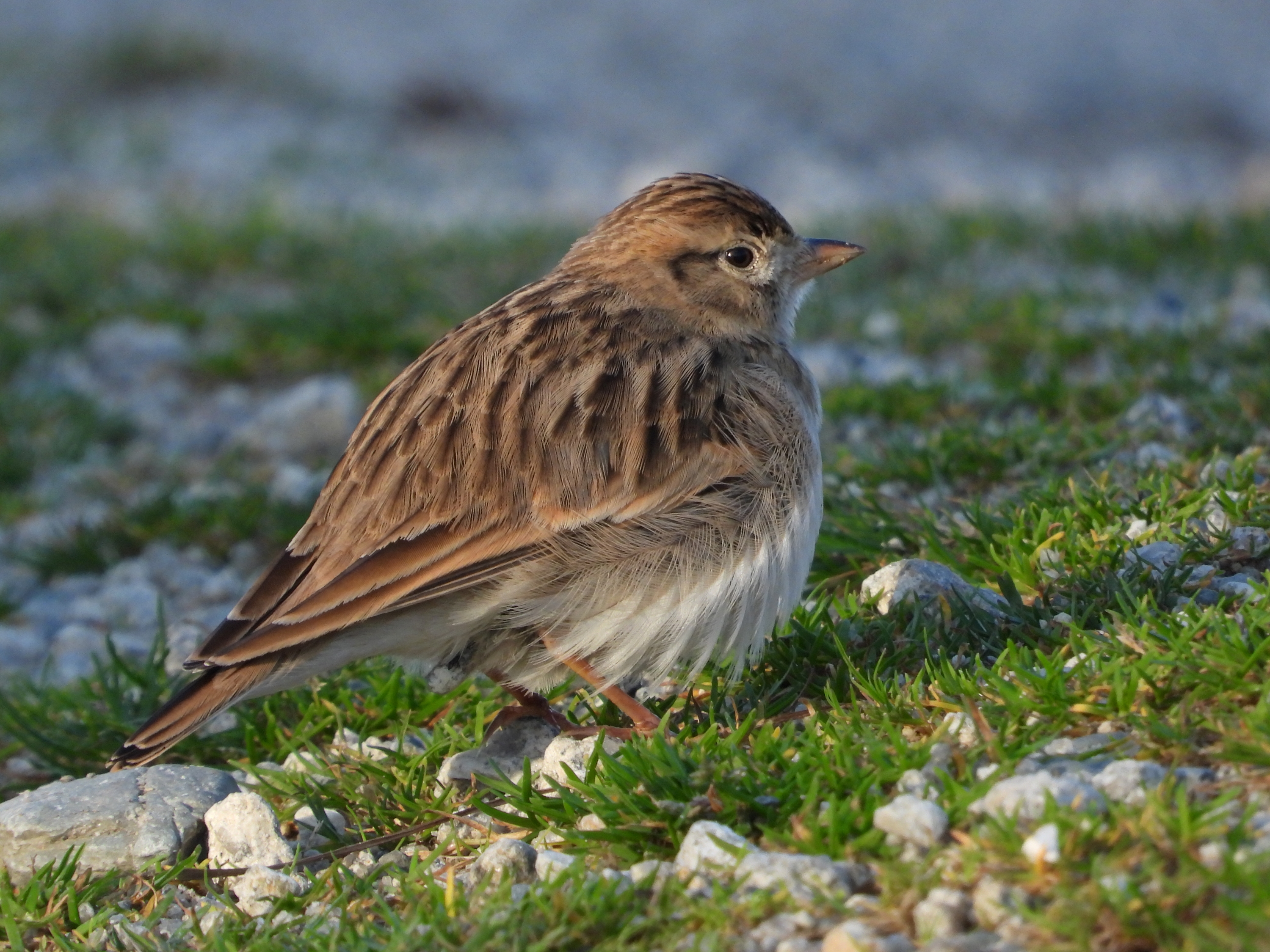 Short toed Lark 01Oct2024 Neil Barnes