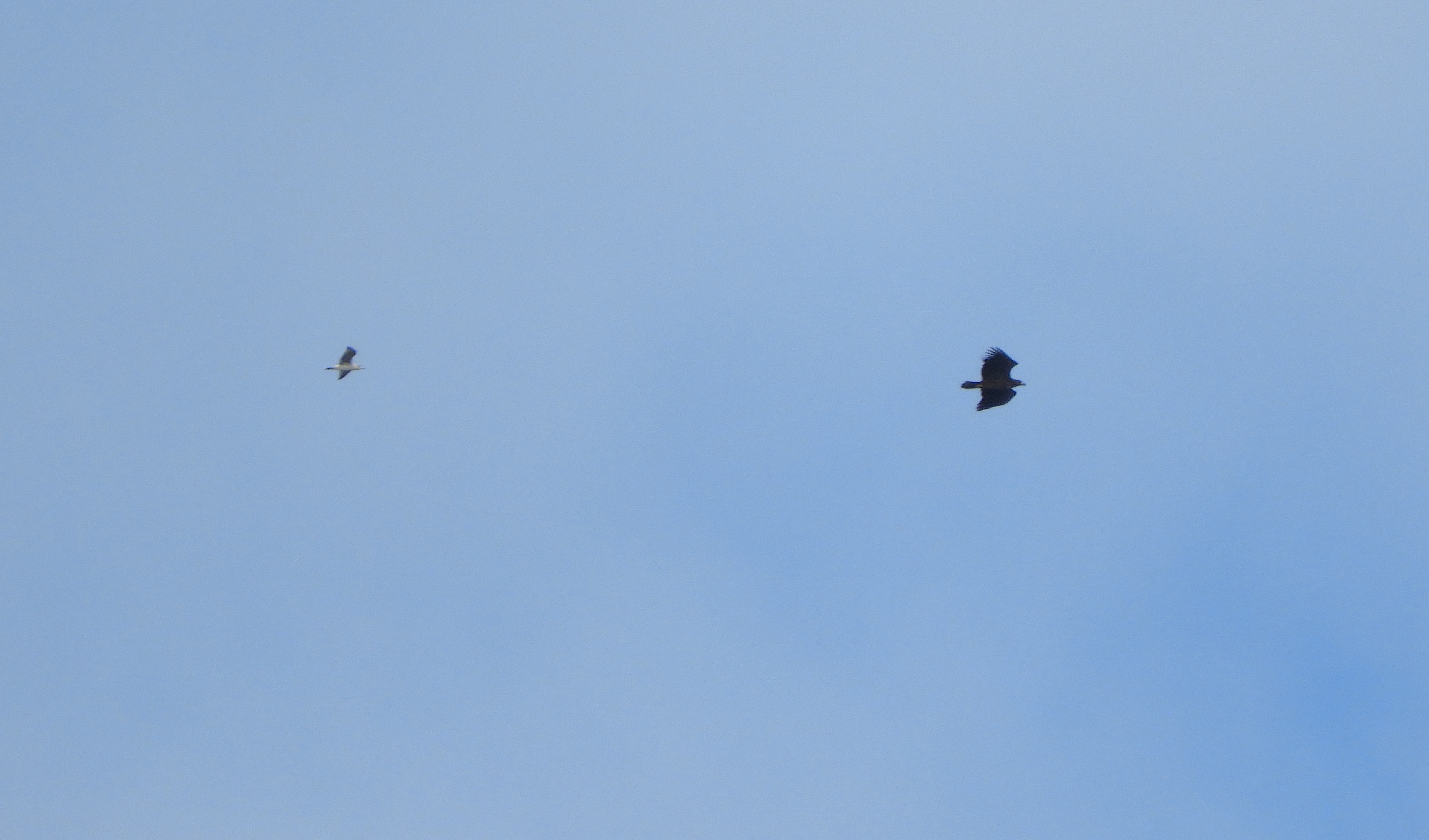 White tailed Eagle off East Side from Quarries 16Oct2020 Dean Jones pic1