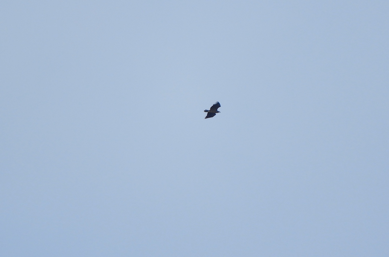 White tailed Eagle off East Side from Quarries 16Oct2020 Dean Jones pic2