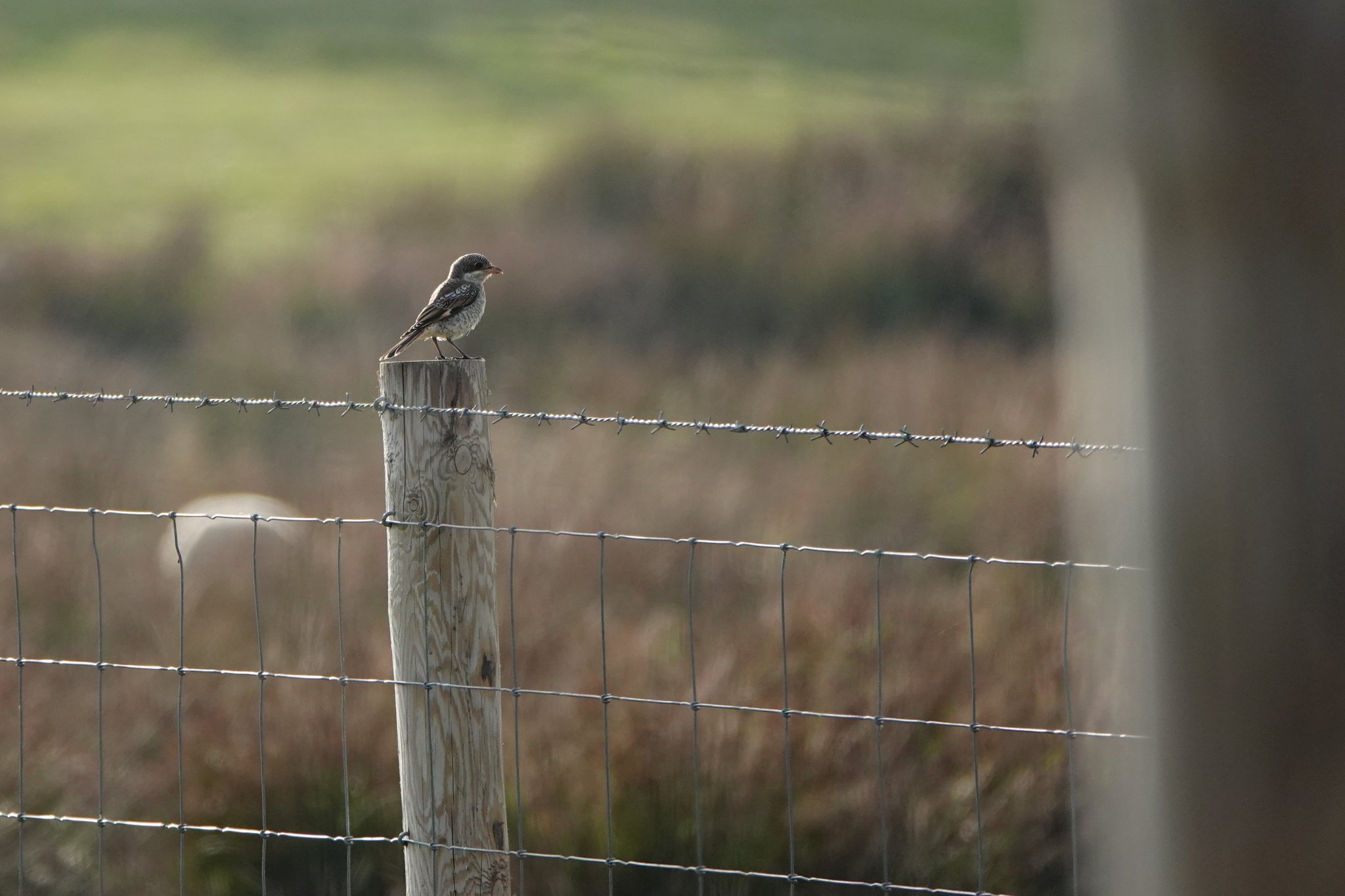 Woodchat Shrike Barton Field 06Sep2023 Angus Croudace