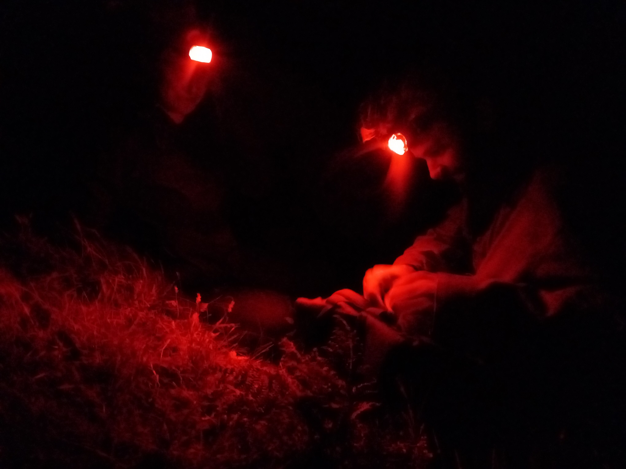 24 08 08 ManxShearwater ProductivitySite ThomasWeston