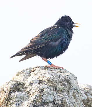 Starling LZ6 MandyDee