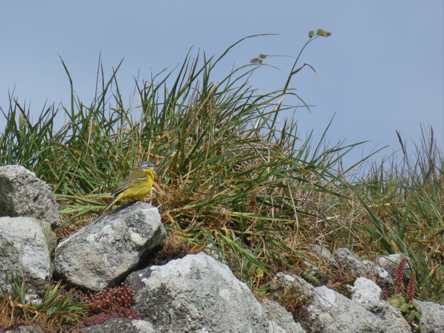 14 05 2026 ChannelWagtail Village TWeston
