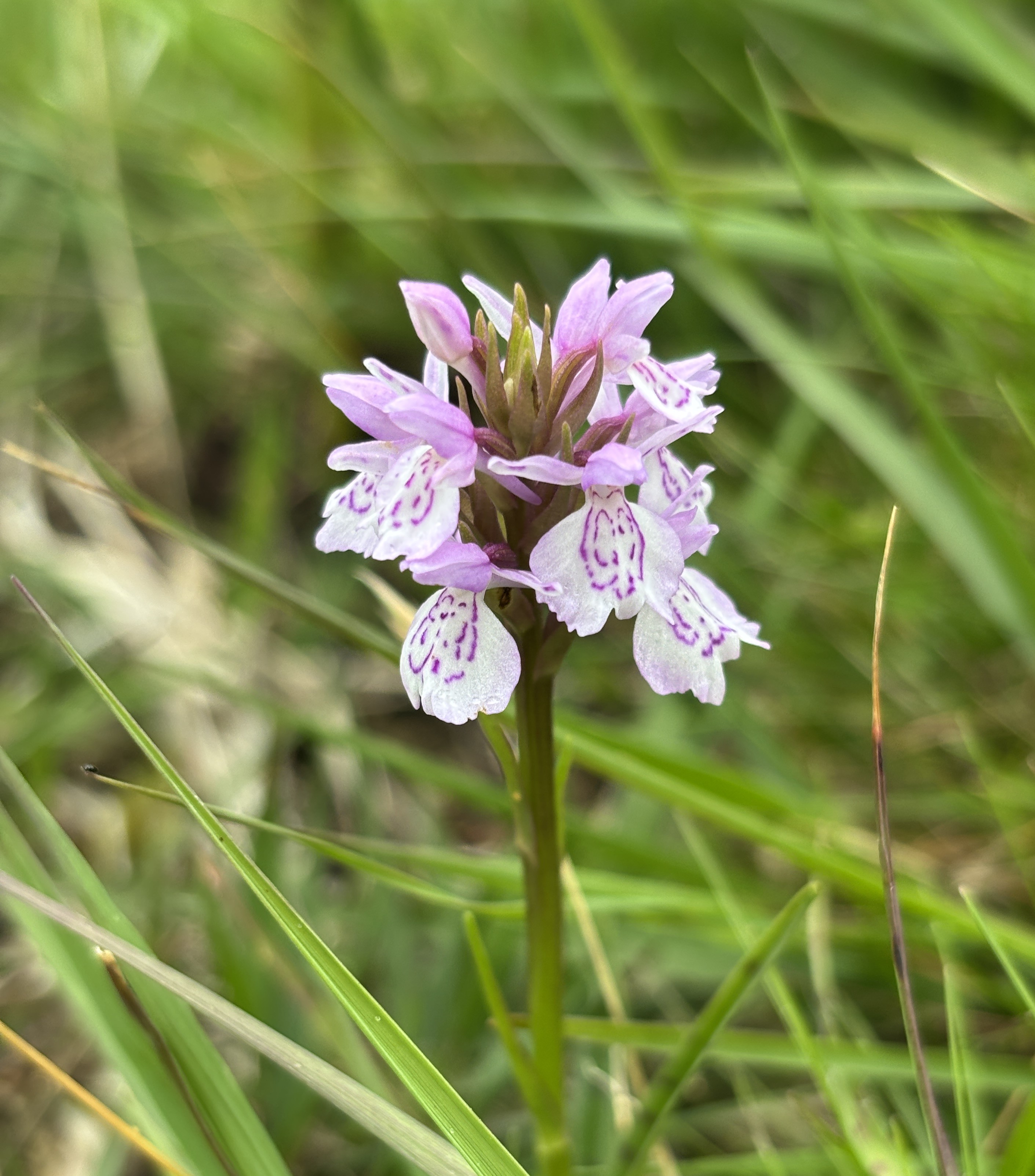 18 06 2026 HeathSpottedOrchid Pondsbury GJL