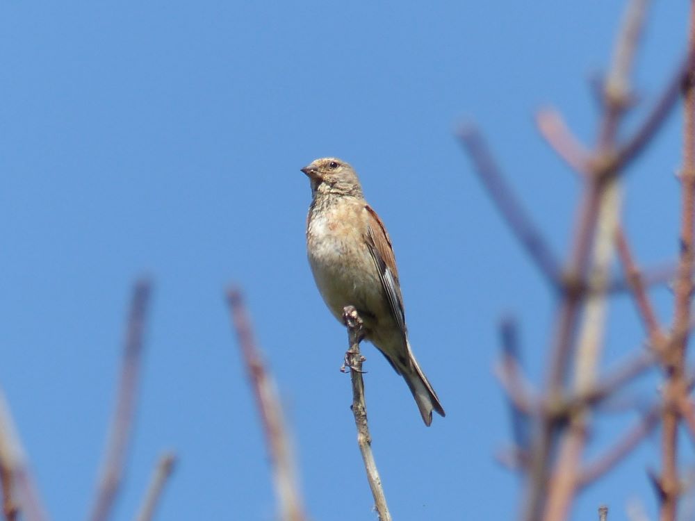 20 07 2026 Linnet QW Lucile