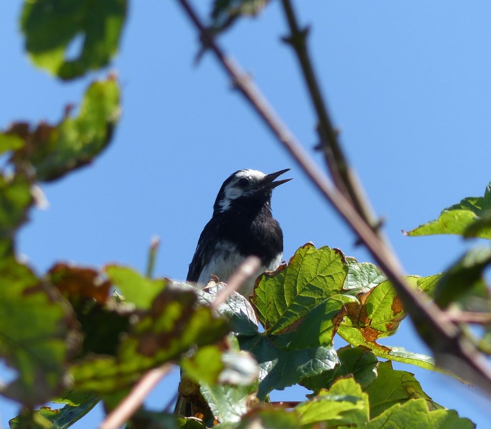 20 07 2026 PiedWagtail QW Lucile