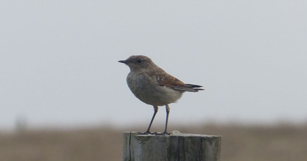 20 07 2026 Wheatear QW Lucile