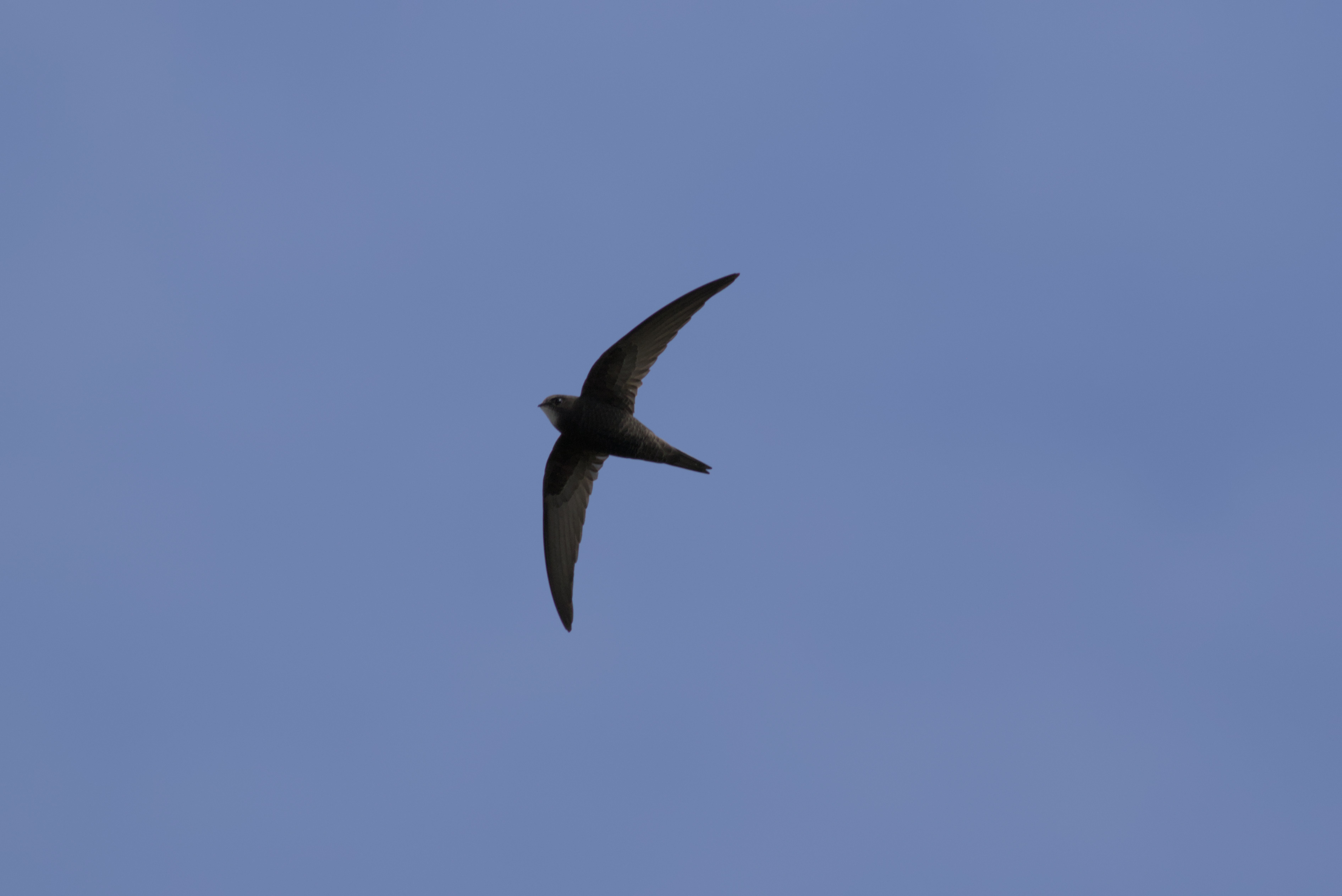 Swift (taken 17 May) © J Parker
