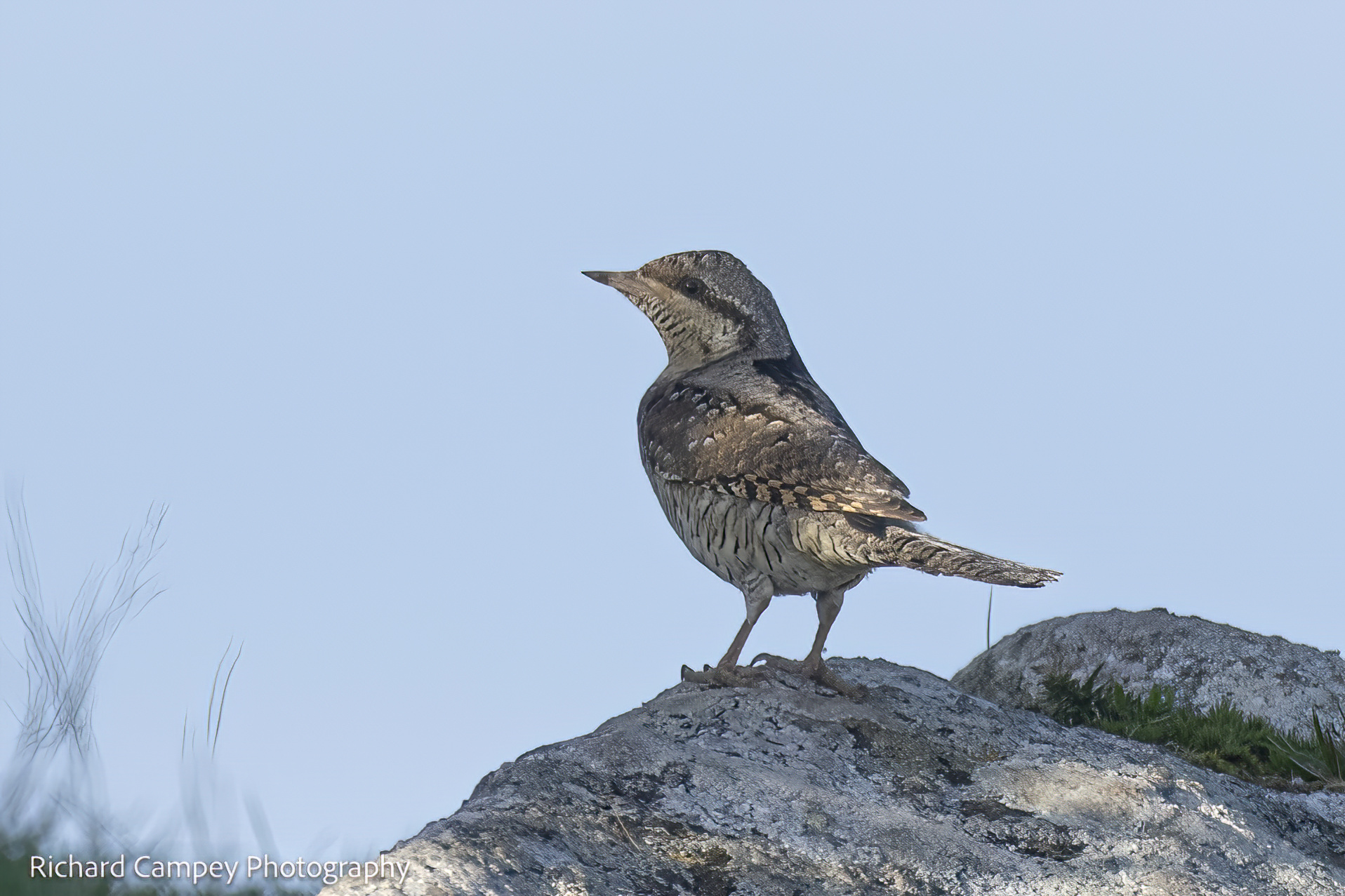 2024 10 21 Wryneck UESP R Campey