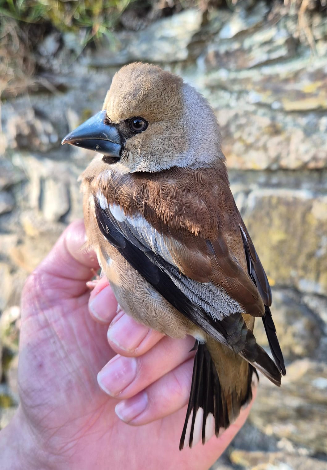 2025 04 10 Hawfinch in the hand