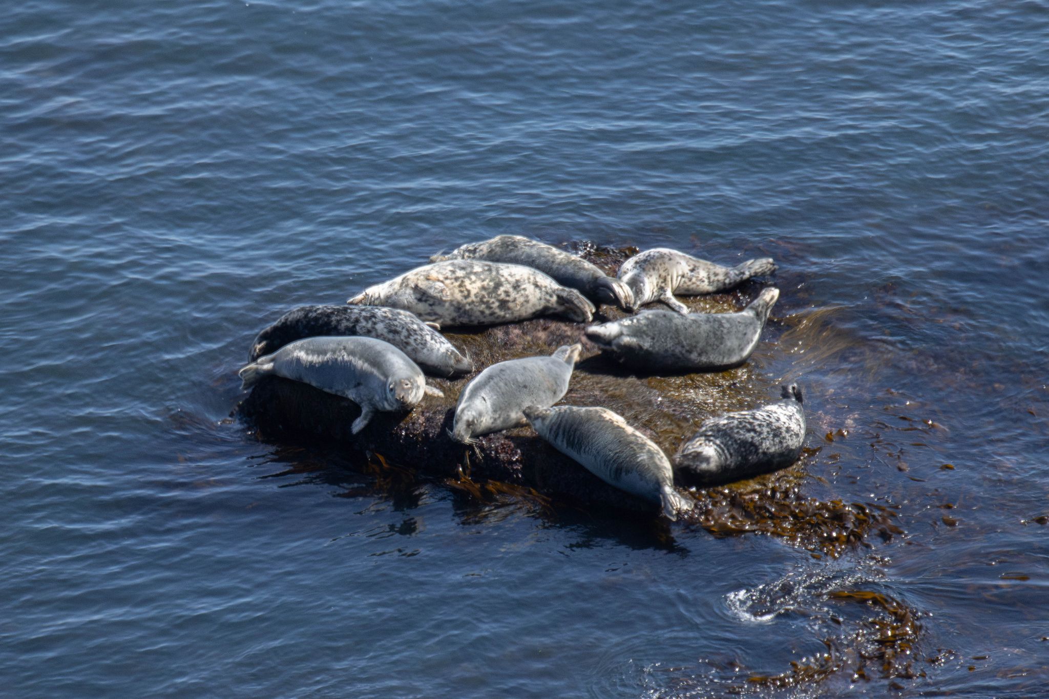 2025 04 27 GreySealCensus