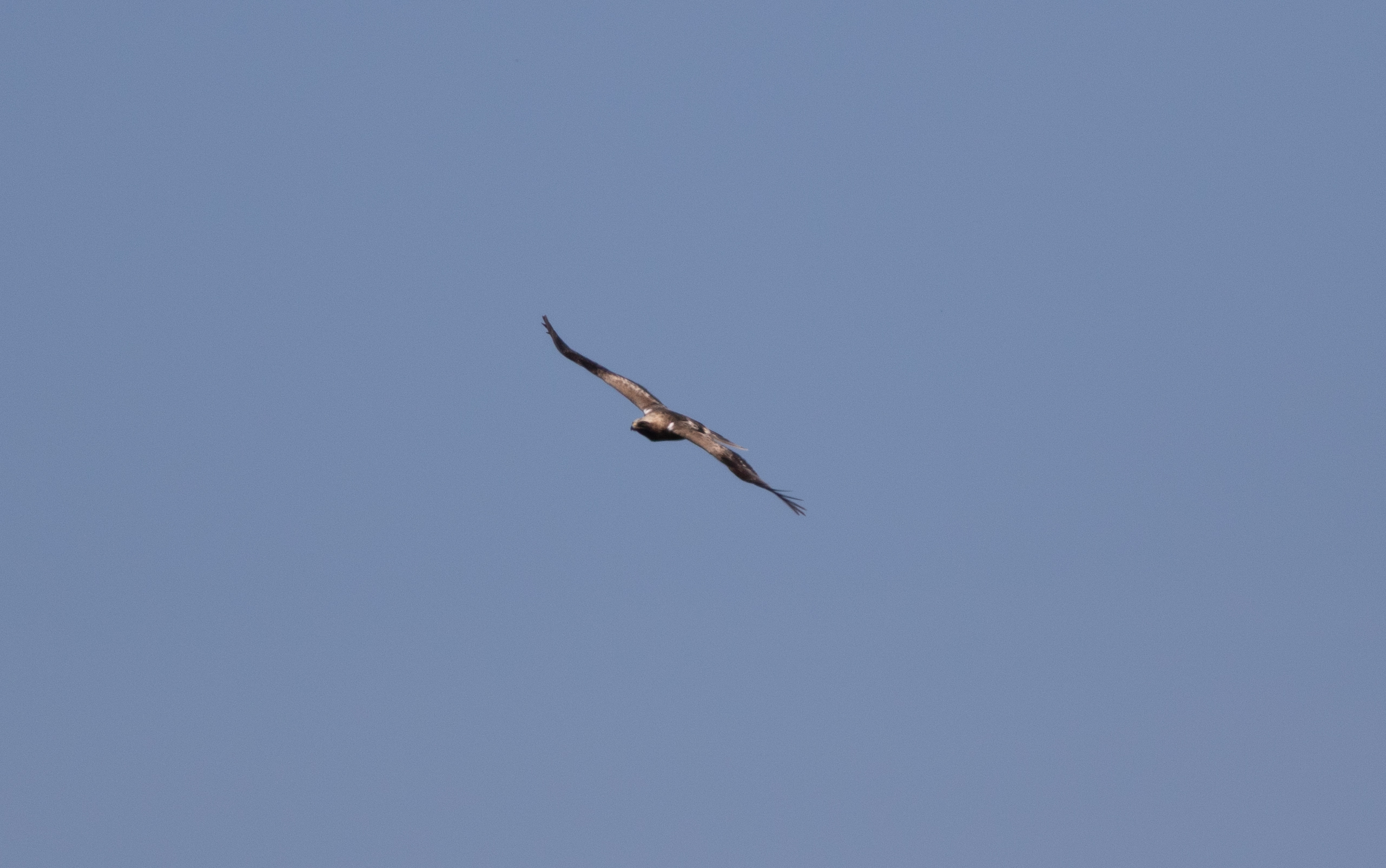 2025 04 29 Booted Eagle JParker