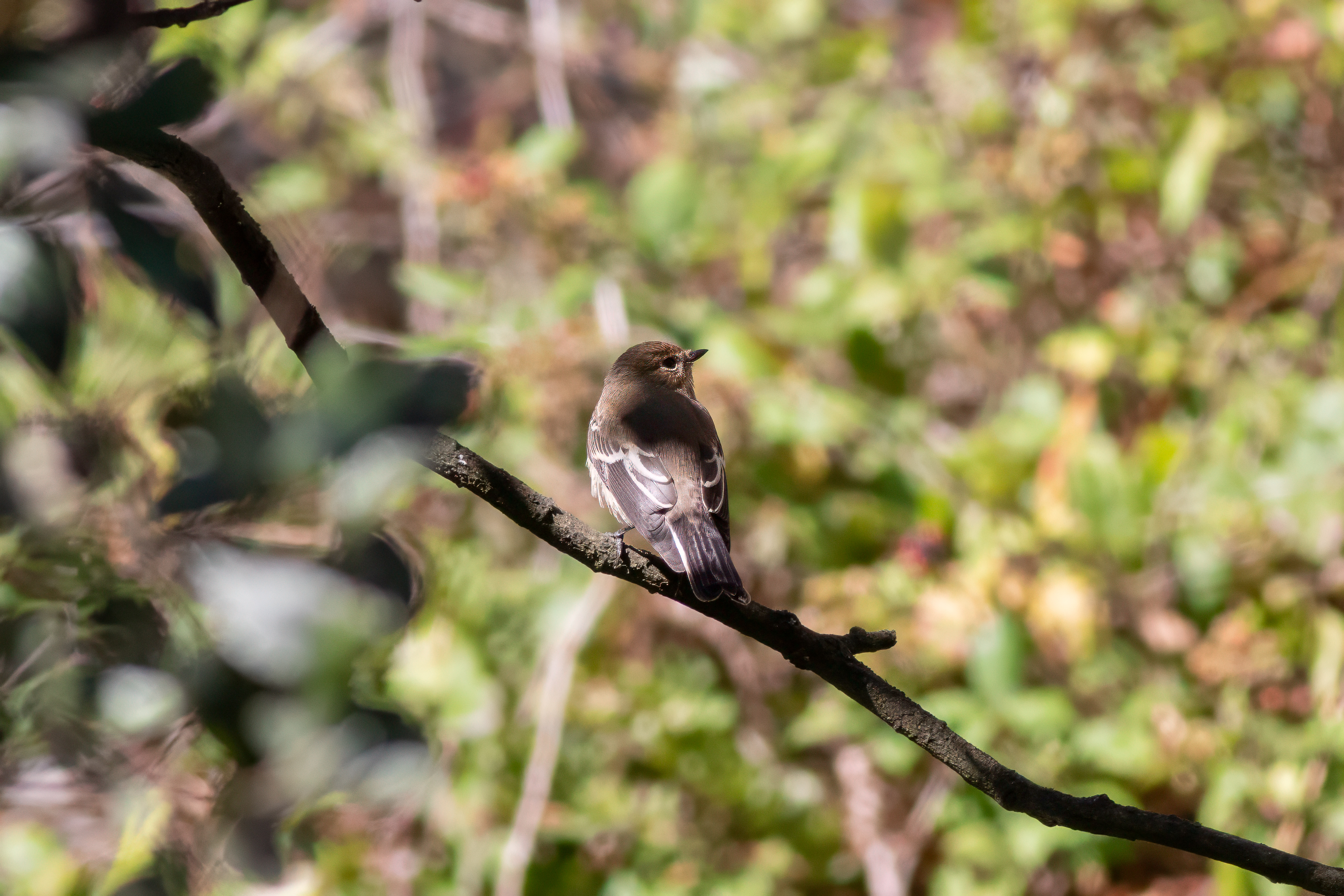 2025 08 22 Pied Flycatcher Quarry Pond JP