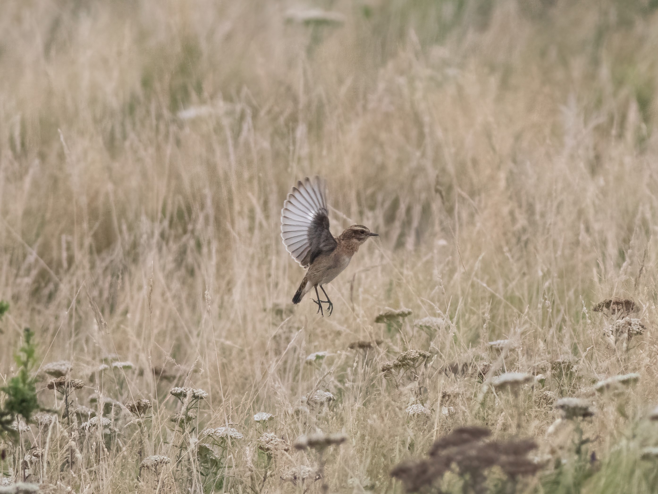 2025 08 22 Whinchat Castle Hill JP