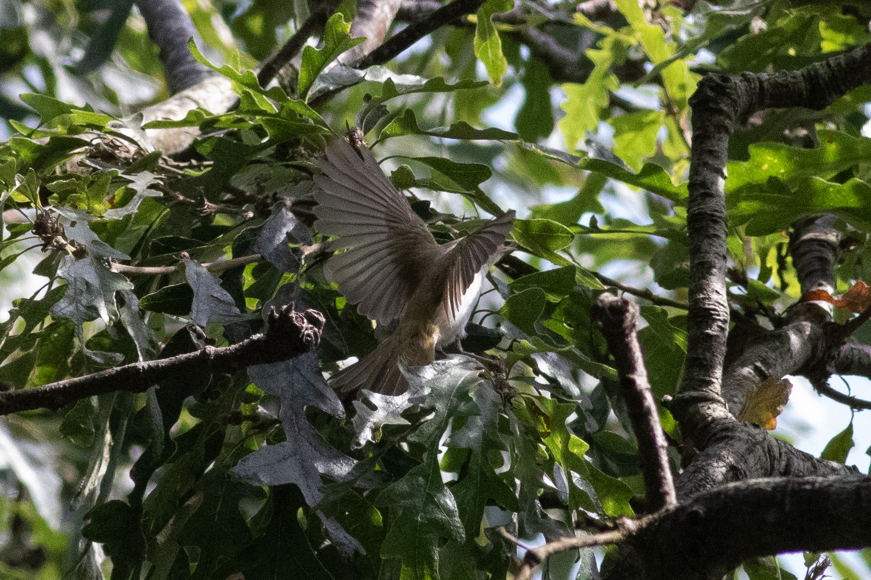 2025 08 24 Western Bonellis Warbler Open Wing JP