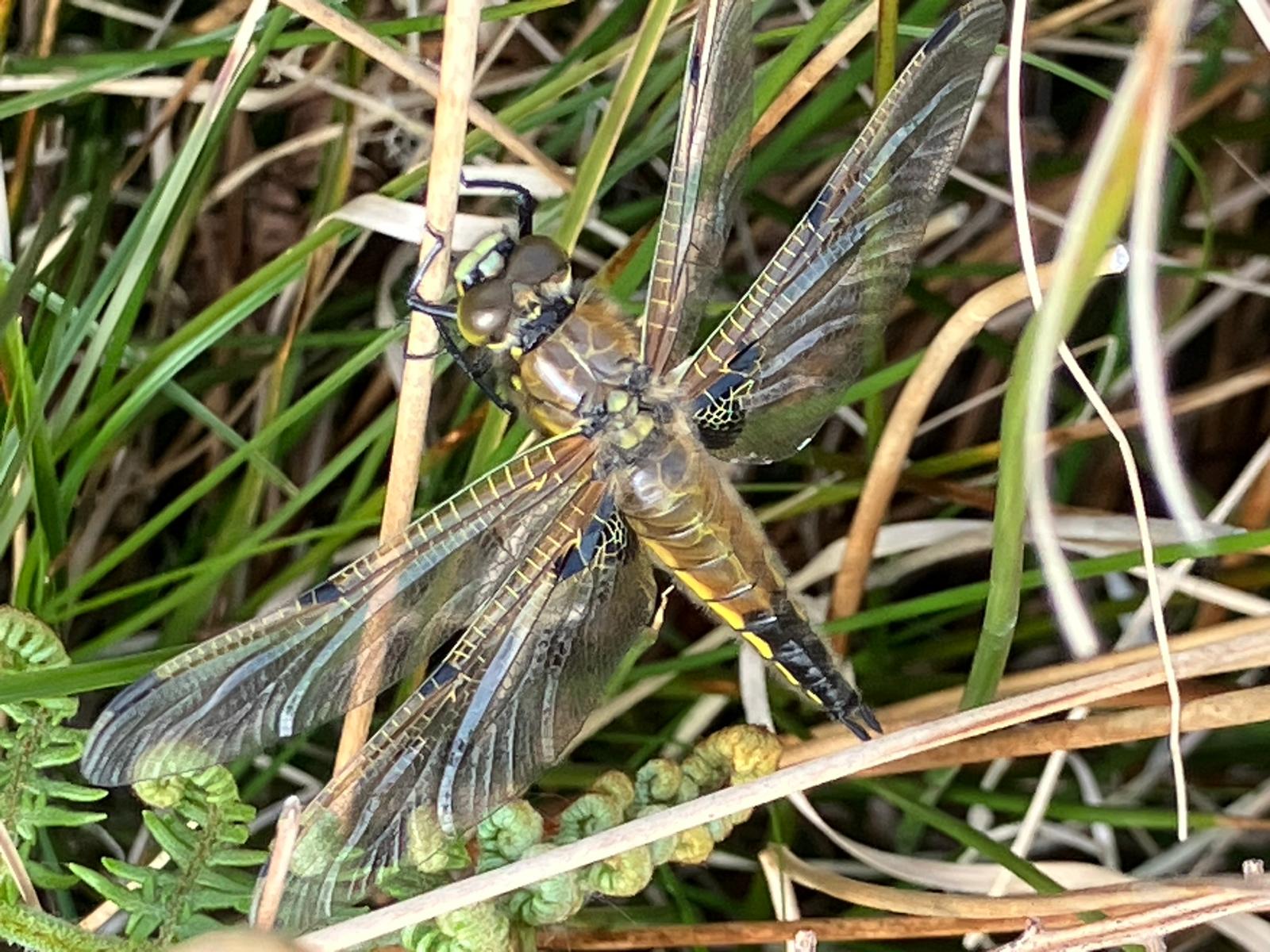 2025 05 11 Four spotted Chaser Tim Davis
