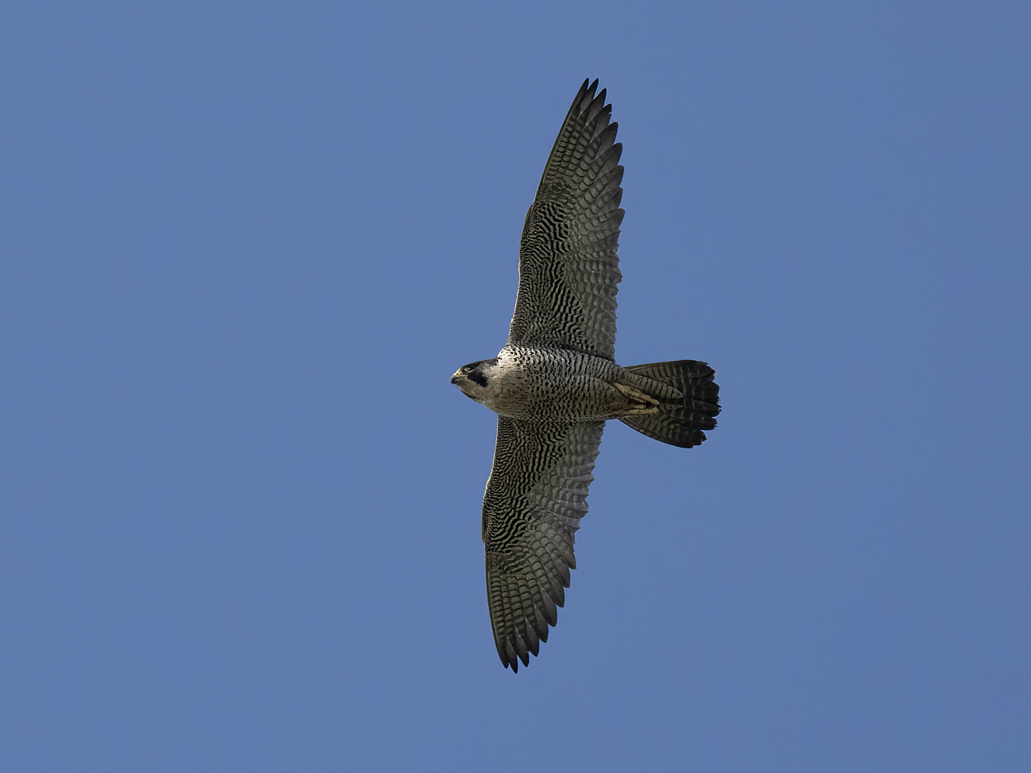 24 05 01 Peregrine Southend RCampey