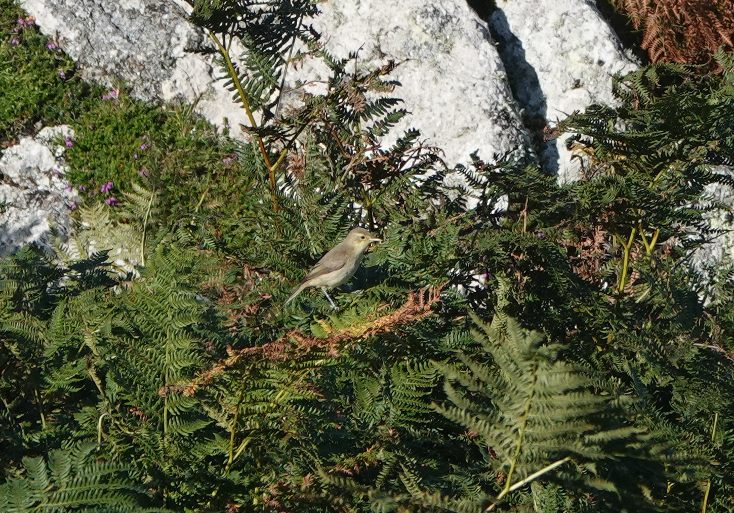 24 08 26 MelodiousWarbler GannetsCoombe AngusCroudace