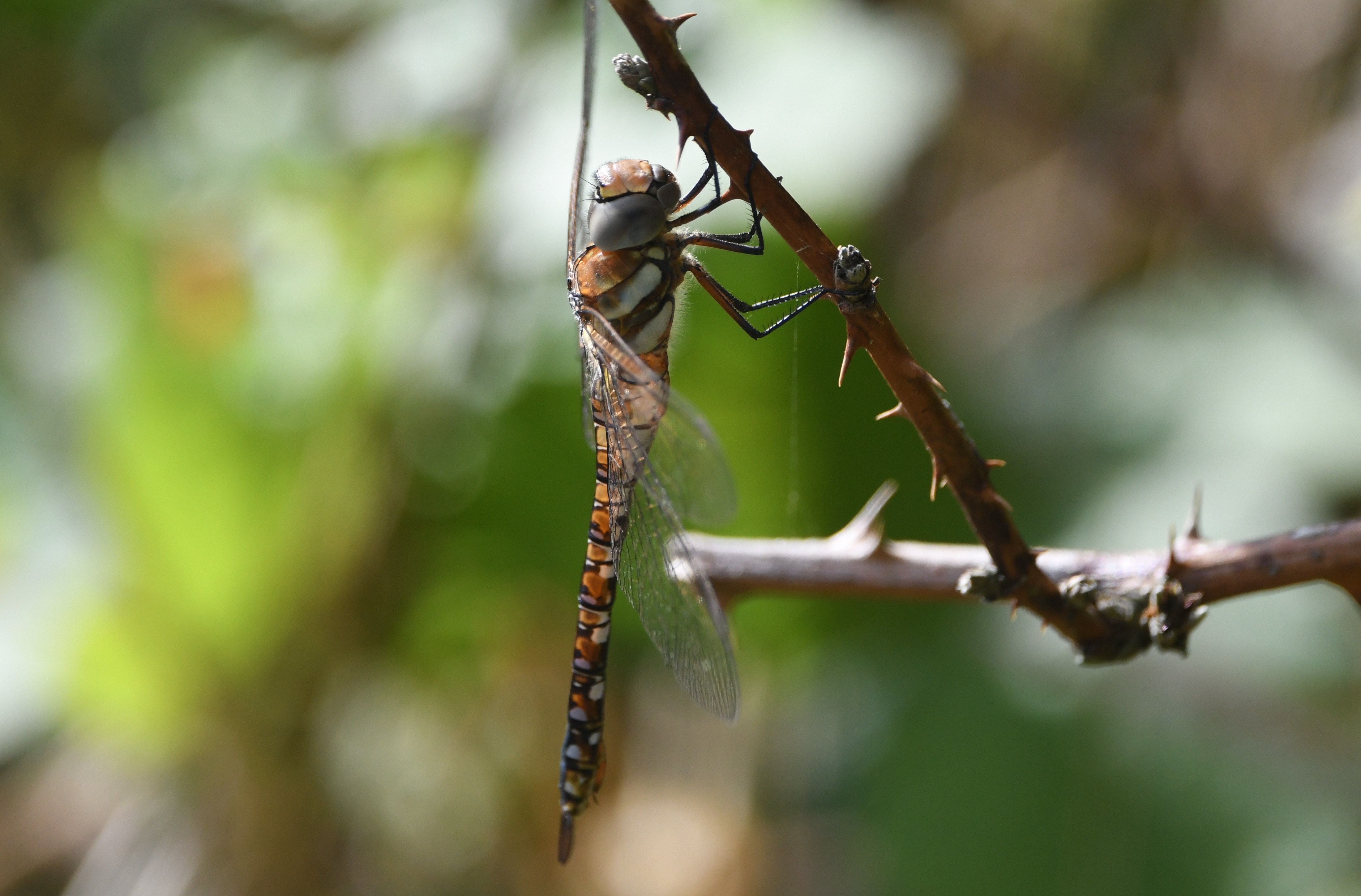 25 07 2026 MigrantHawker Millcombe GLee